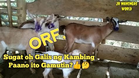 gamot sa sugat ng kambing